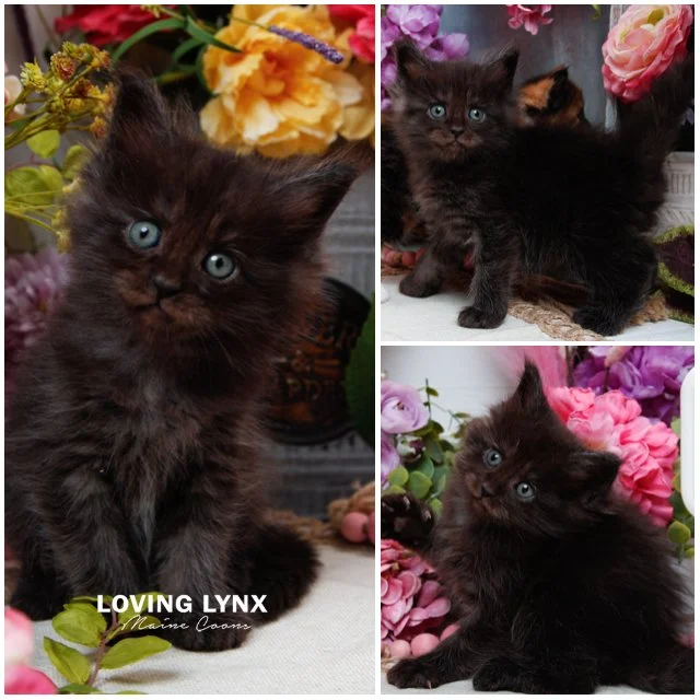 Halloween Candy , Maine Coon Kitten