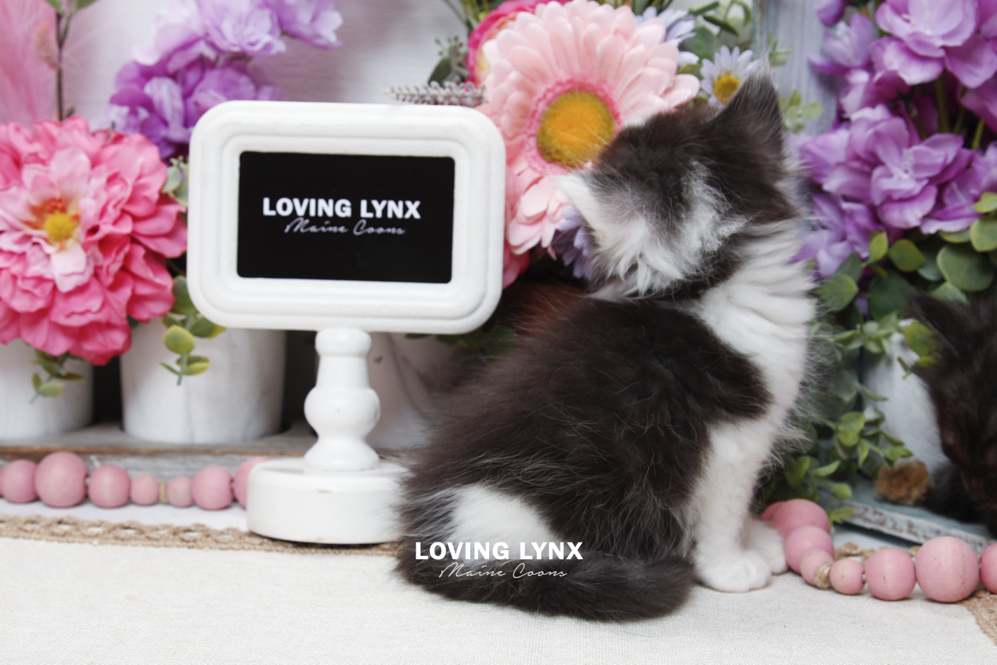 sprinkles-litter-2026-maine-coon-kitten-65.PNG