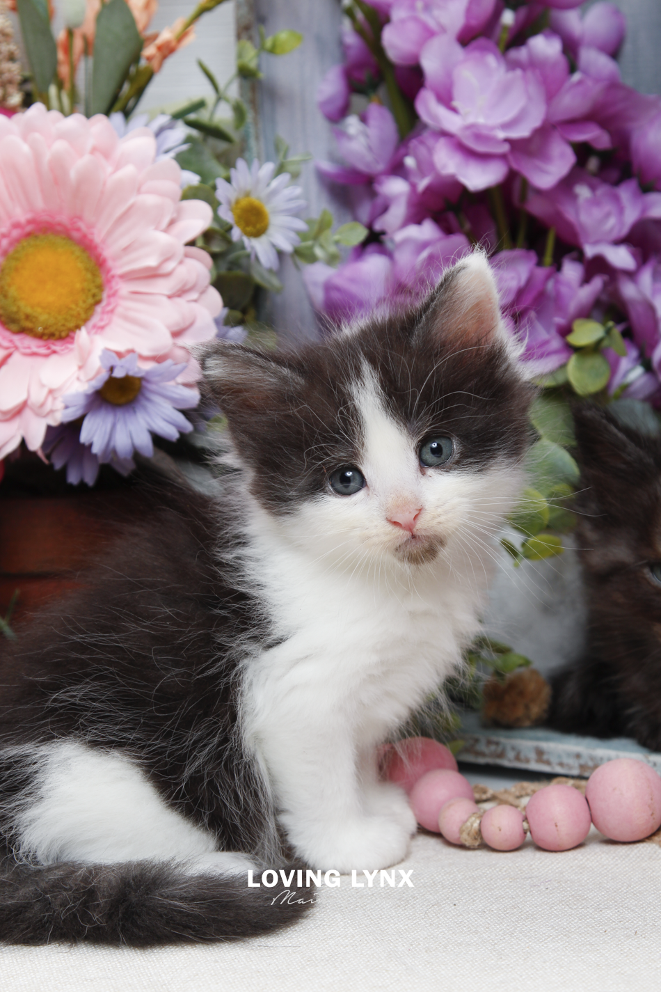 sprinkles-litter-2026-maine-coon-kitten-66.PNG