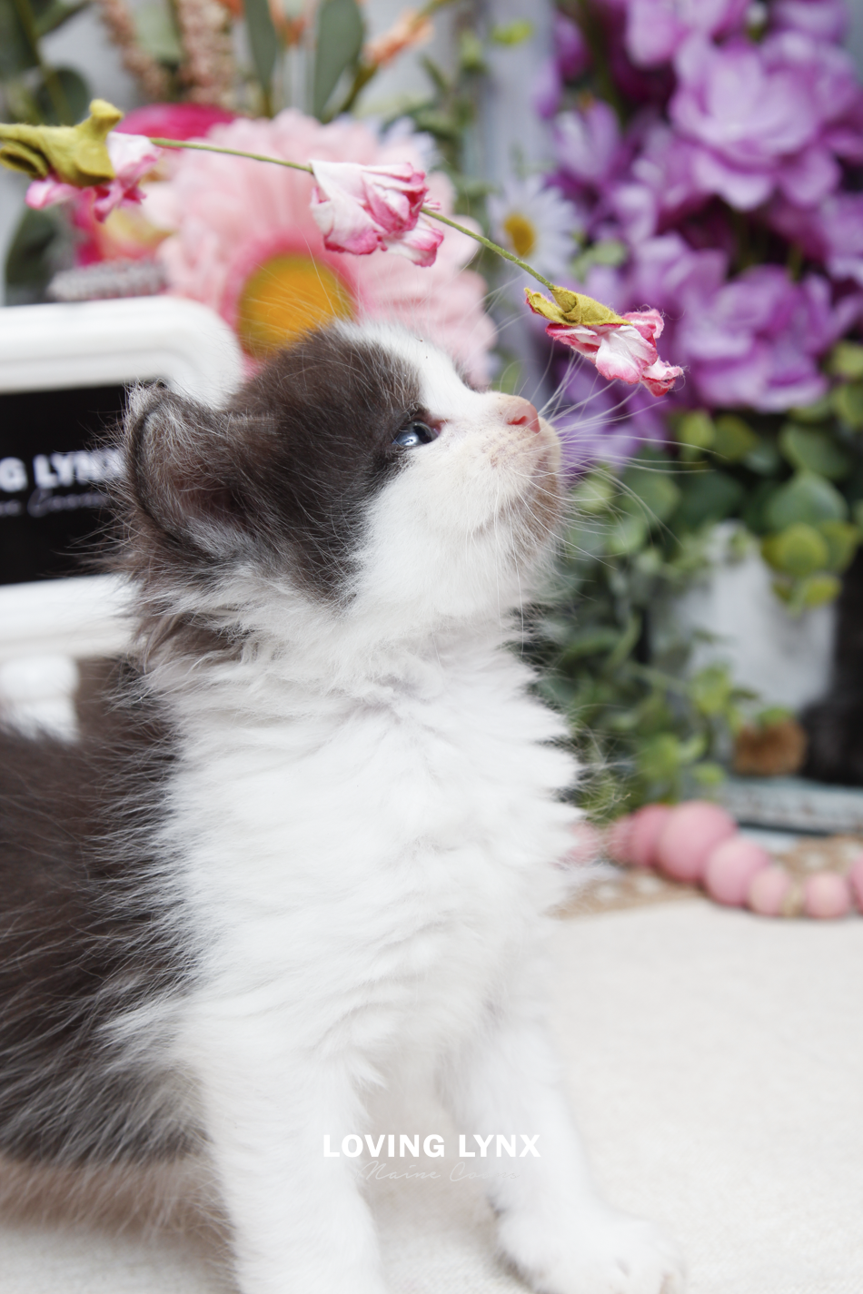 sprinkles-litter-2026-maine-coon-kitten-62.PNG