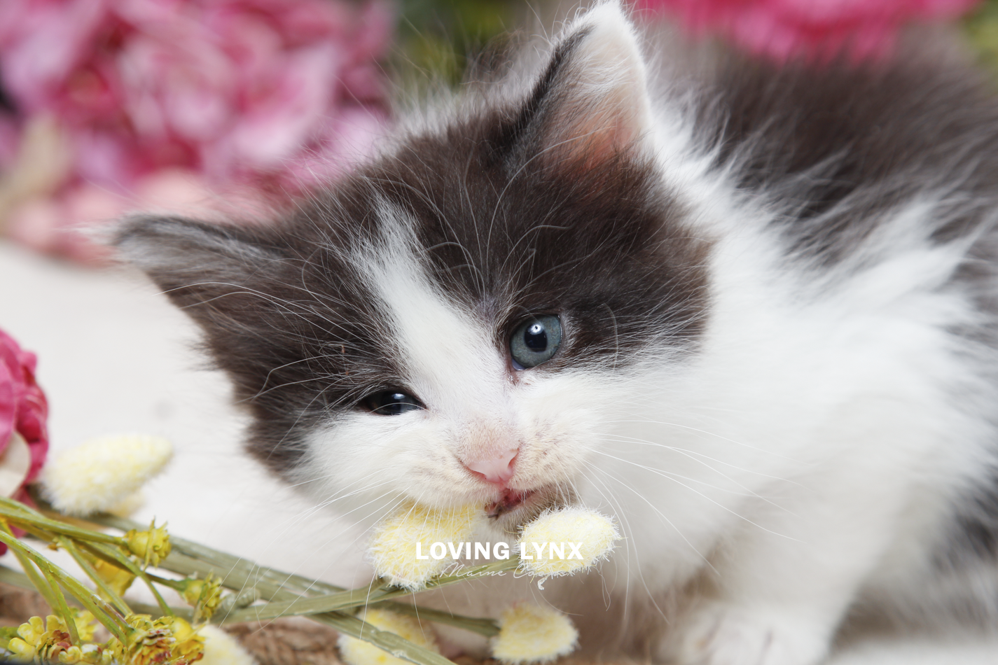 sprinkles-litter-2026-maine-coon-kitten-63.PNG