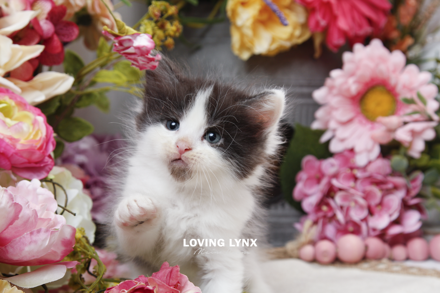 sprinkles-litter-2026-maine-coon-kitten-64.PNG