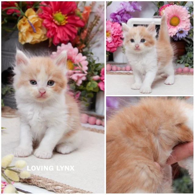 Halloween Red Hots , Maine Coon Kitten