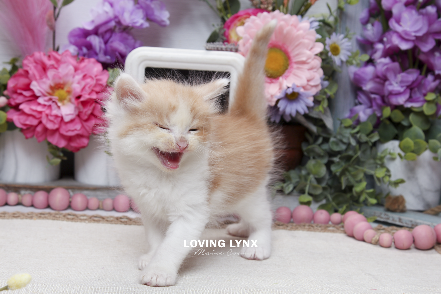 sprinkles-litter-2026-maine-coon-kitten-69.PNG