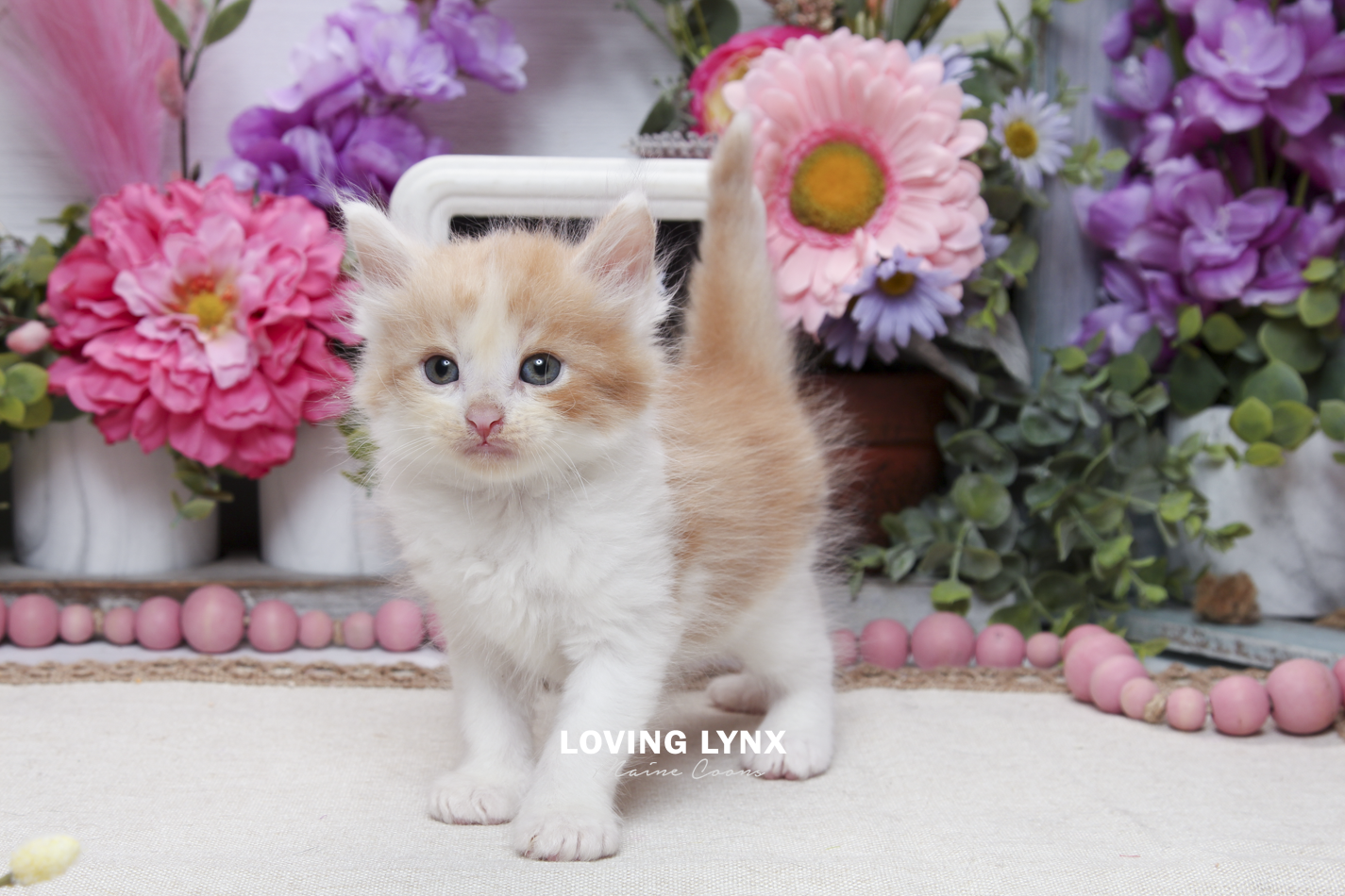sprinkles-litter-2026-maine-coon-kitten-70.PNG