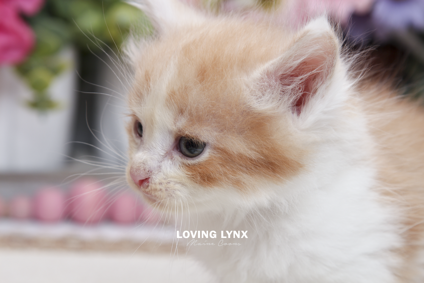 sprinkles-litter-2026-maine-coon-kitten-71.PNG