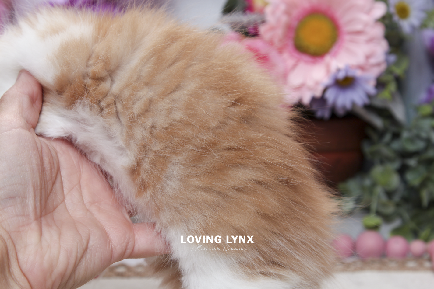 sprinkles-litter-2026-maine-coon-kitten-72.PNG