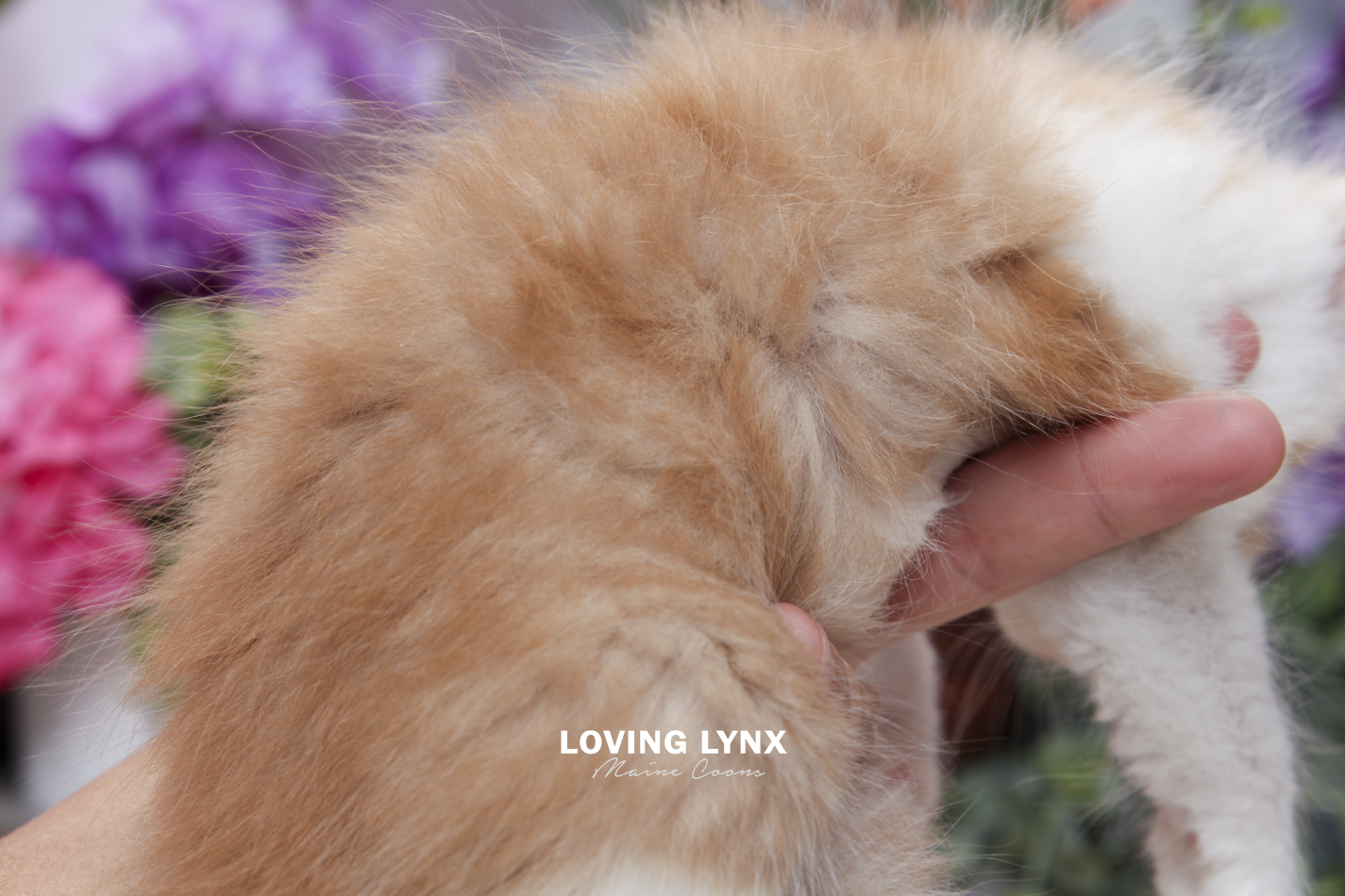 sprinkles-litter-2026-maine-coon-kitten-73.PNG