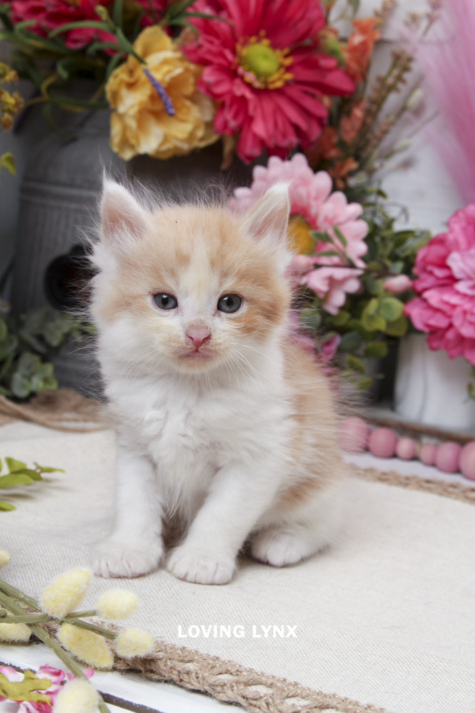 sprinkles-litter-2026-maine-coon-kitten-68.PNG