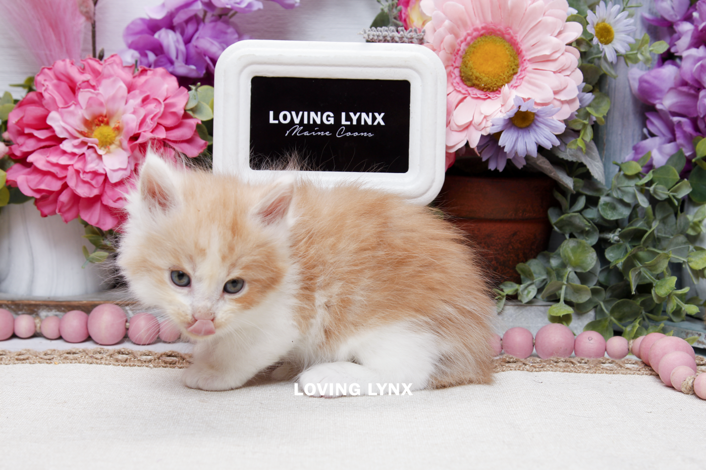 sprinkles-litter-2026-maine-coon-kitten-67.PNG