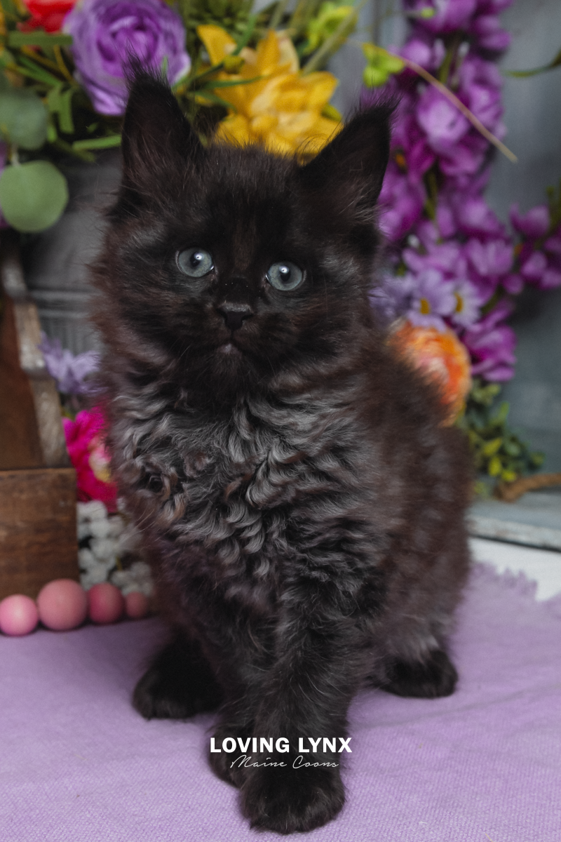 Batman, Maine Coon Kitten