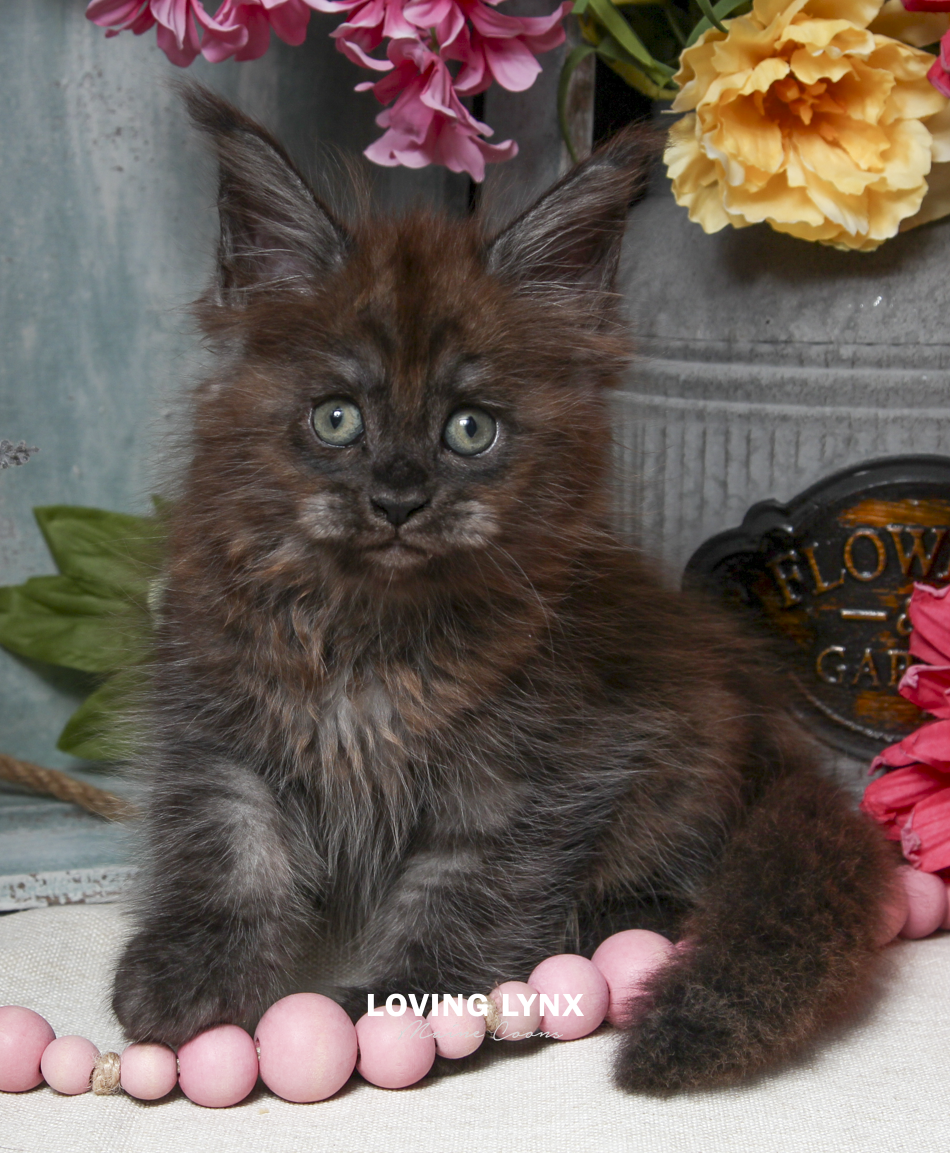 Isabella, Maine Coon Kitten