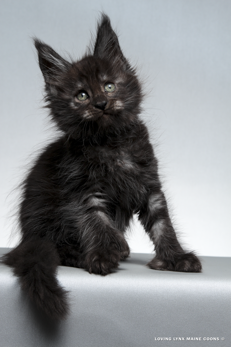 Lord Jason Bourne, Maine Coon Kitten