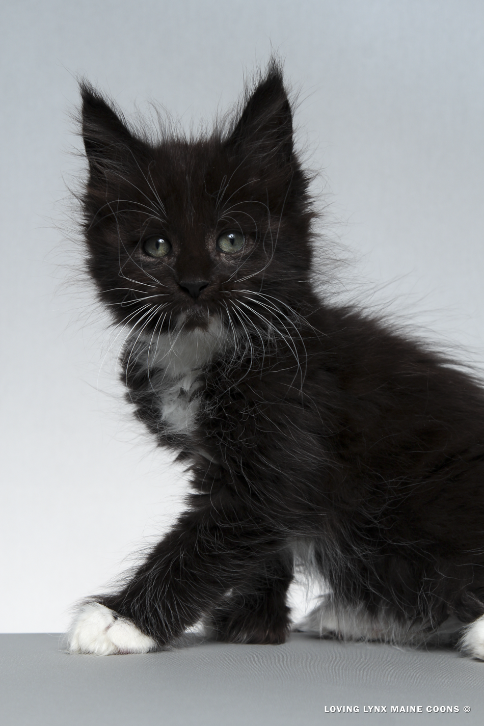 Lord Voldemort, Maine Coon Kitten