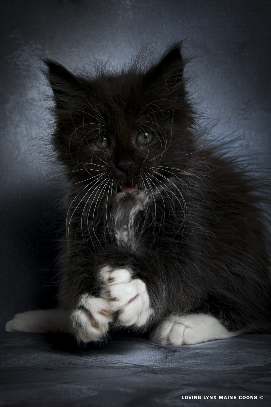 VOL-2026-maine-coon-kitten.PNG