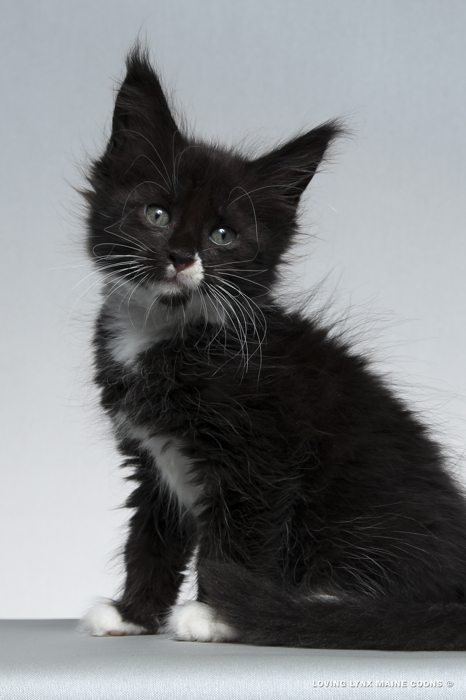 Lady Sweet Pea, Maine Coon Kitten