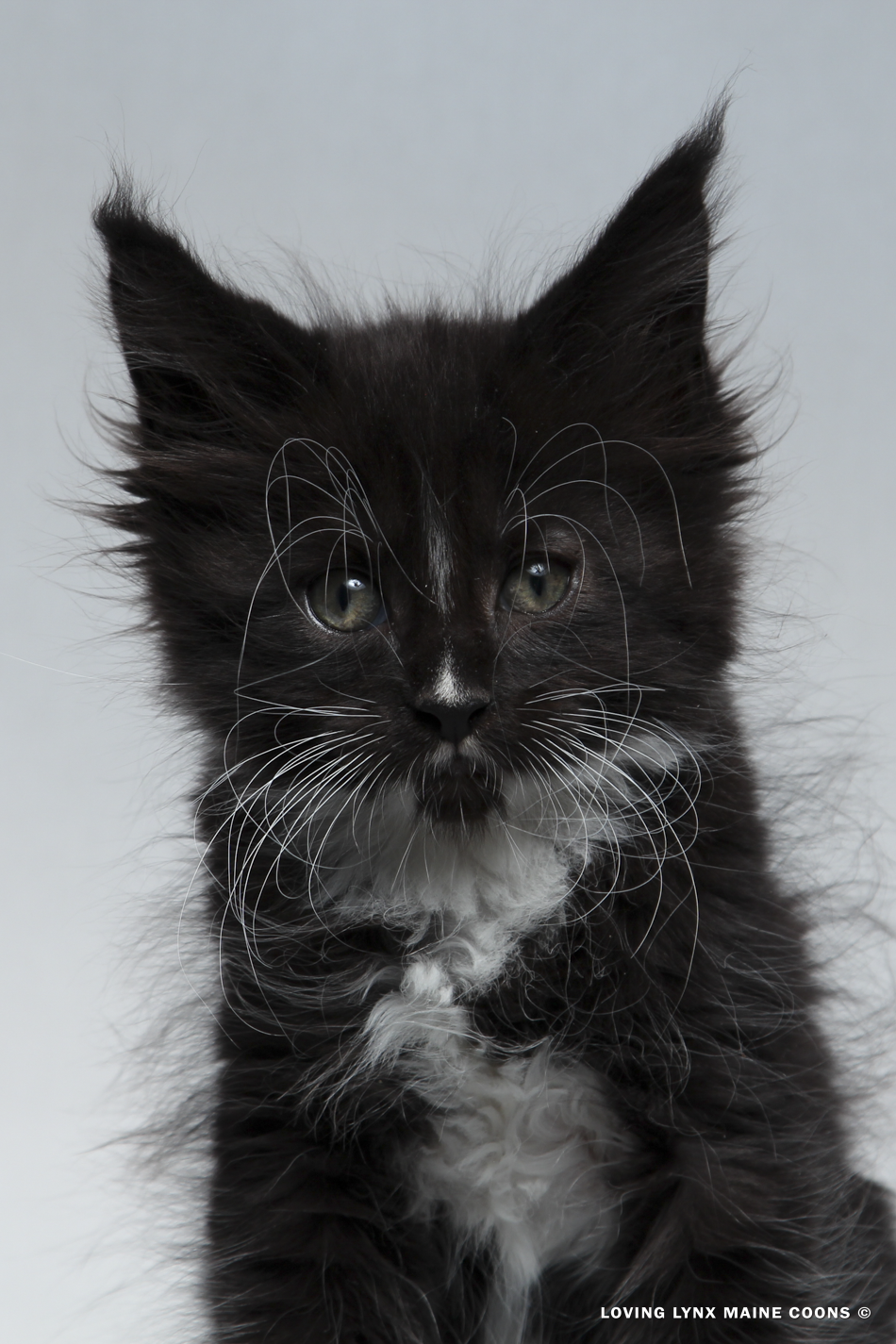Lord Flash, Maine Coon Kitten