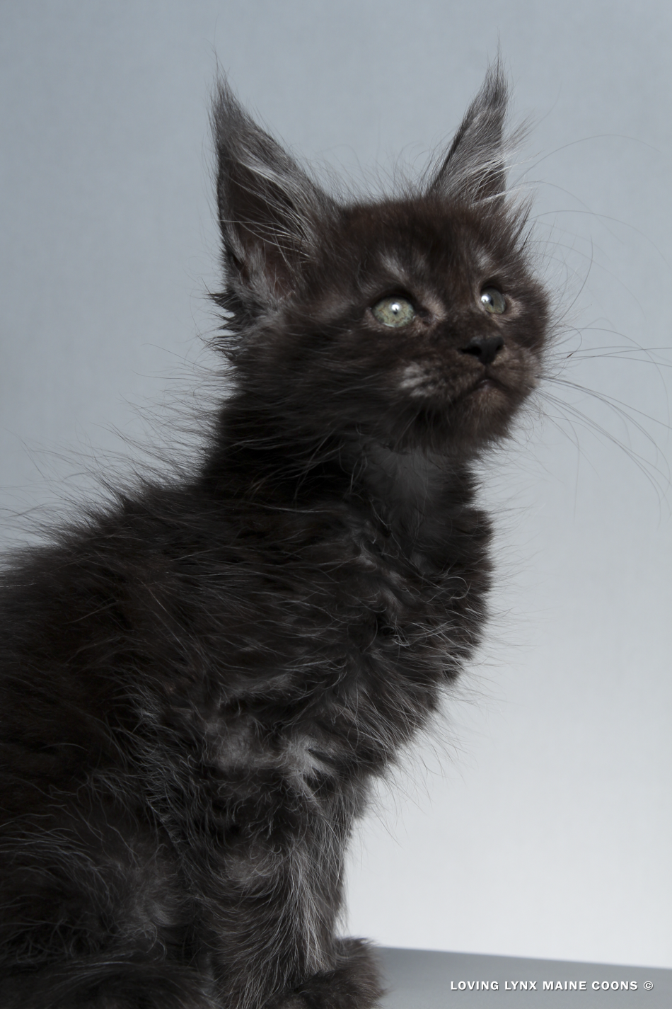 Lord Vlad, Maine Coon Kitten