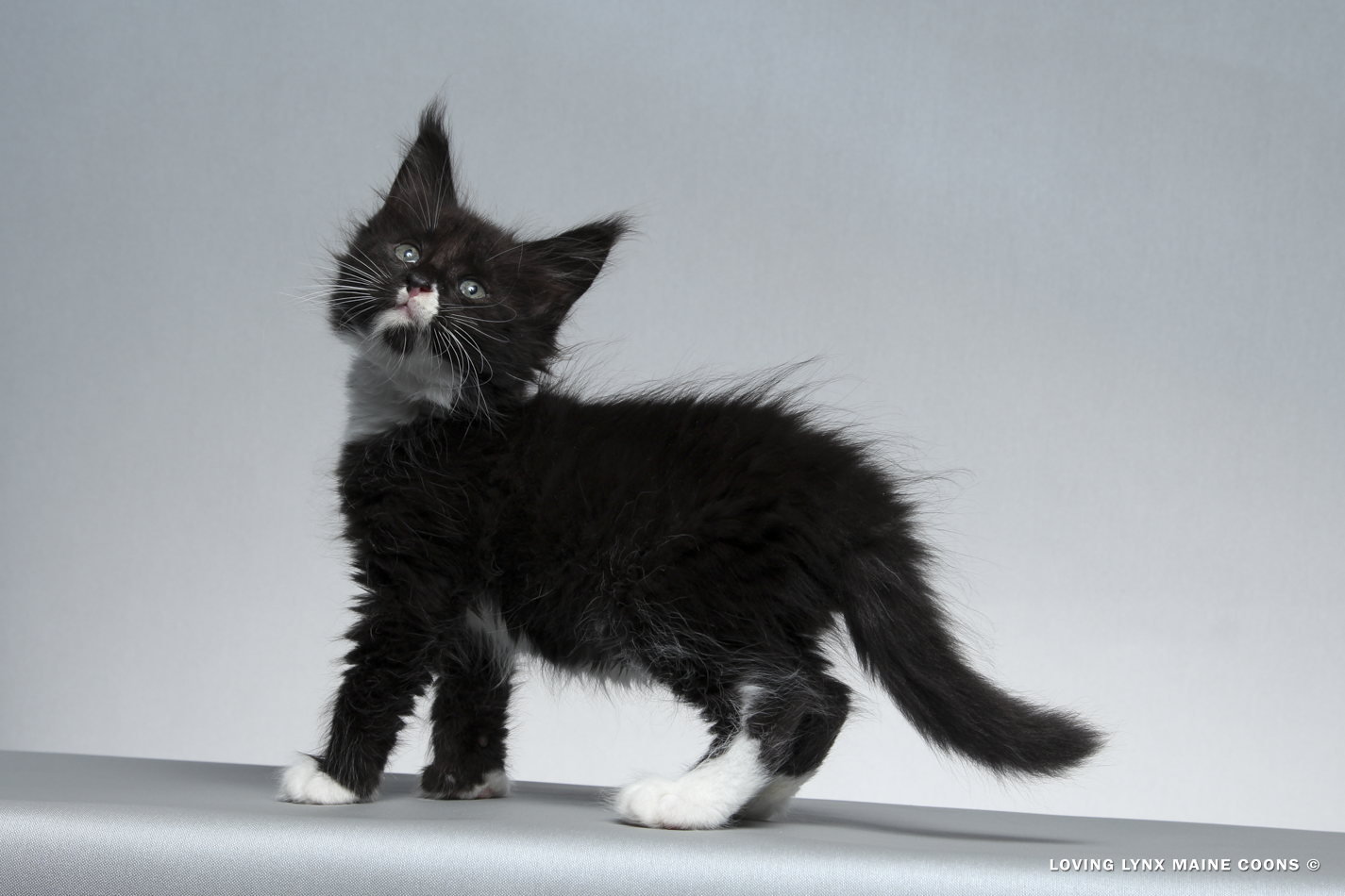 2026-maine-coon-kitten.PNG
