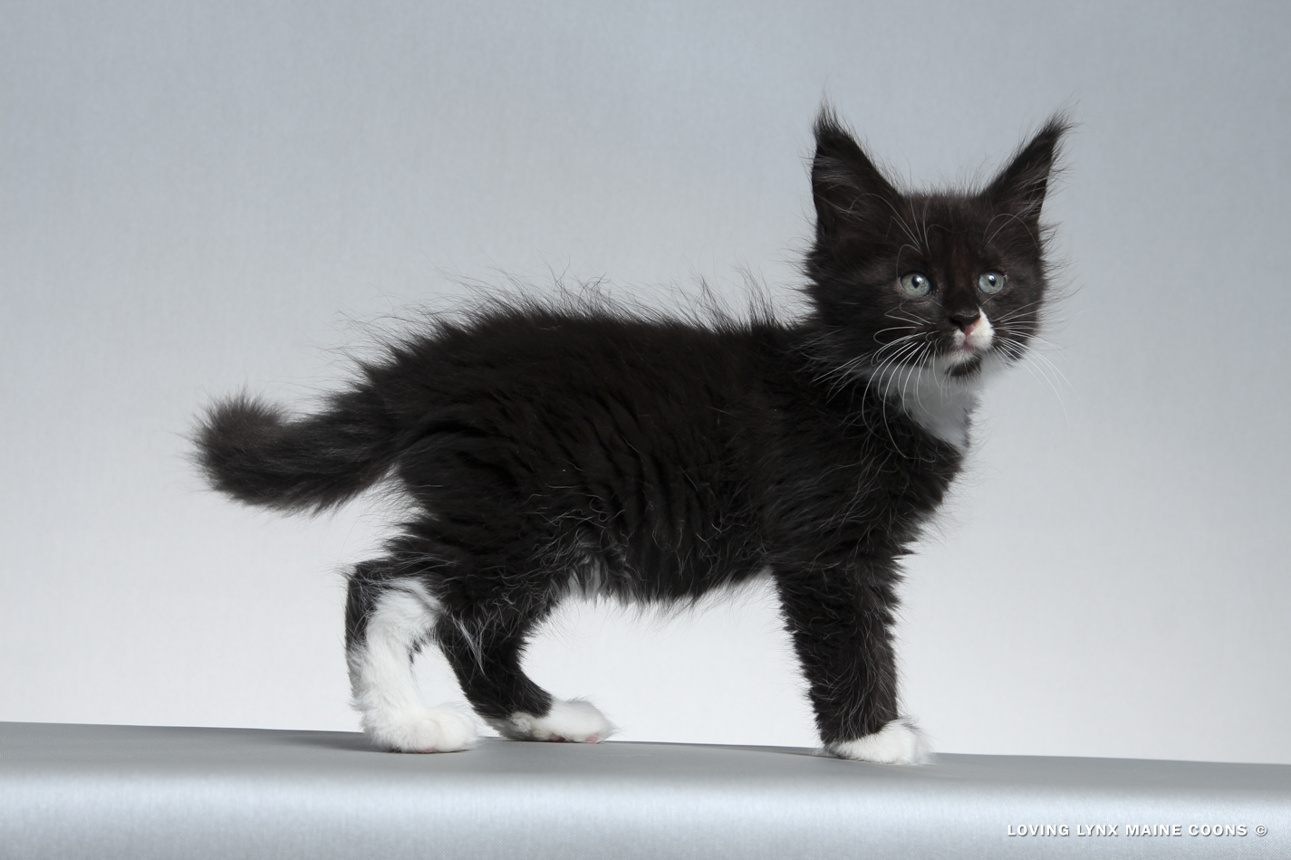 2026-maine-coon-kitten-2.PNG