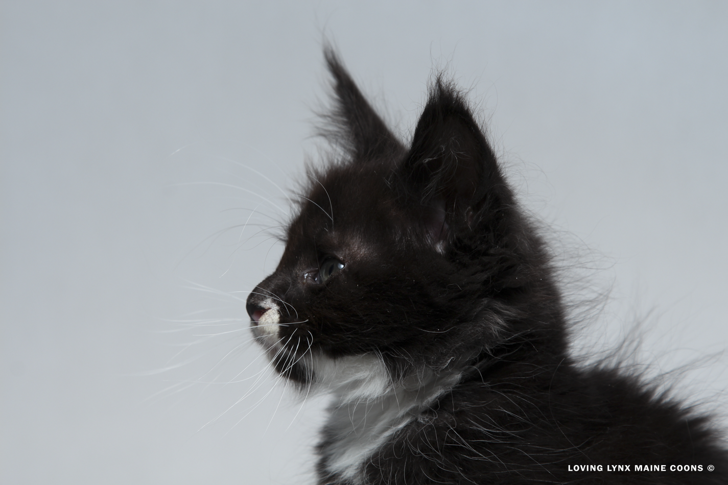 2026-maine-coon-kitten-3.PNG