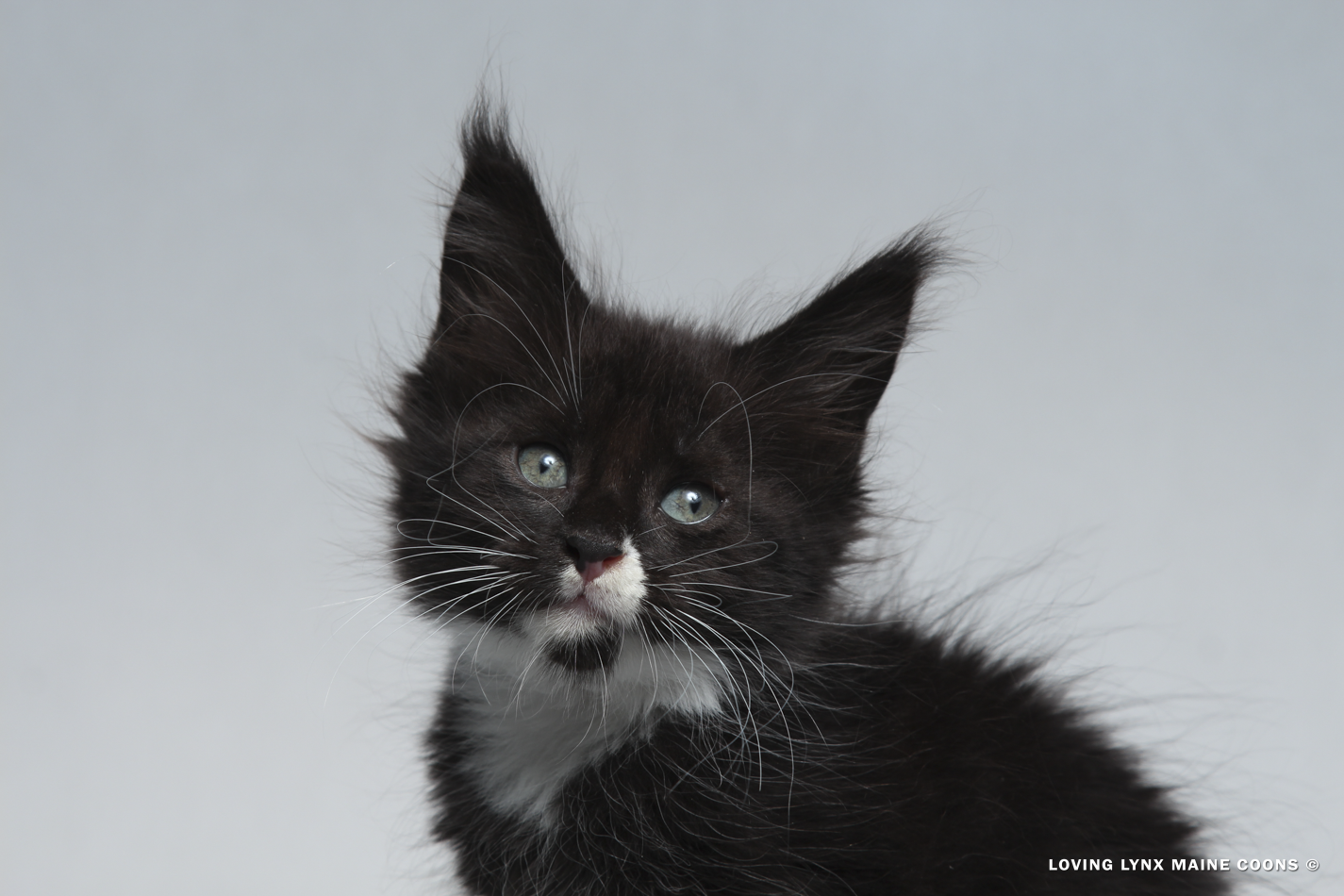 2026-maine-coon-kitten-4.PNG