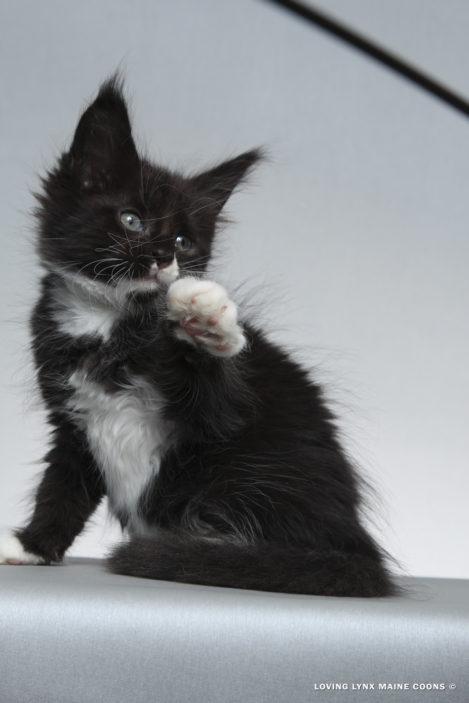2026-maine-coon-kitten-5.PNG