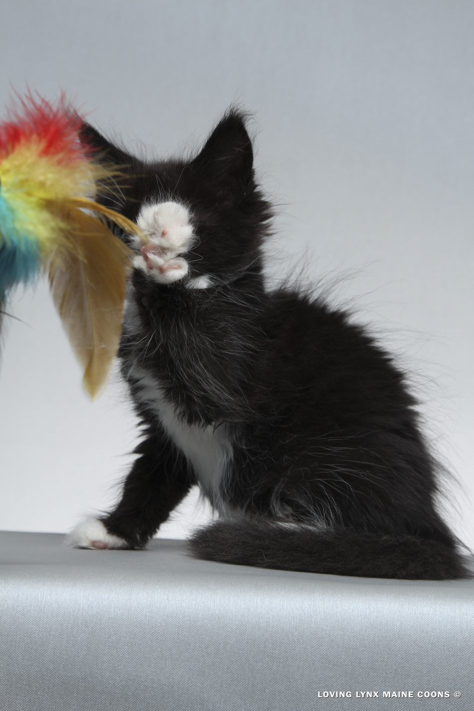 2026-maine-coon-kitten-6.PNG