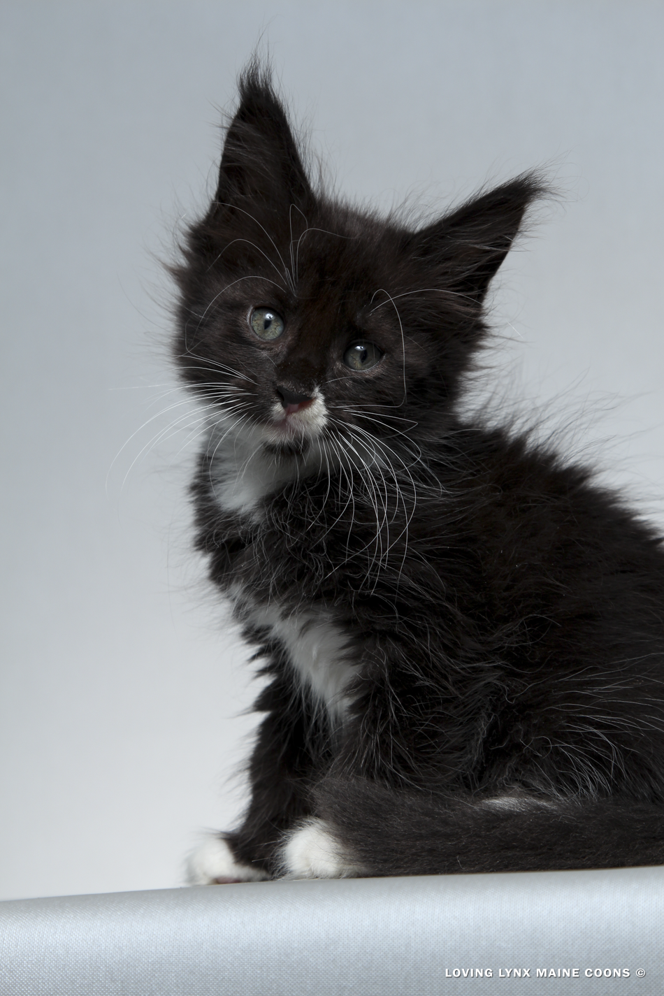 2026-maine-coon-kitten-7.PNG