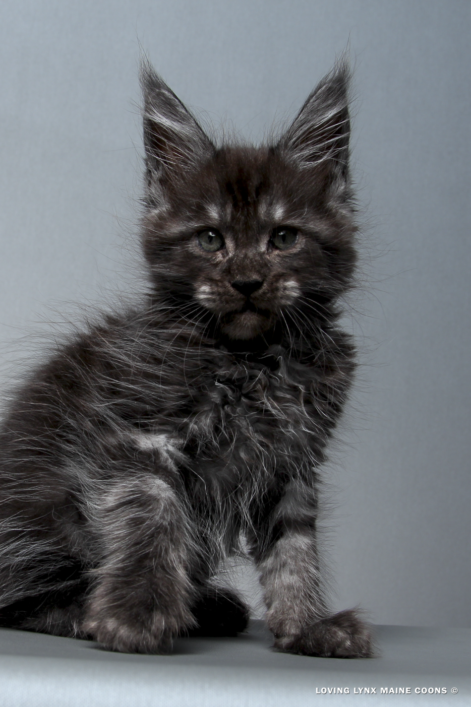 Vlad-2026-maine-coon-kitten.PNG