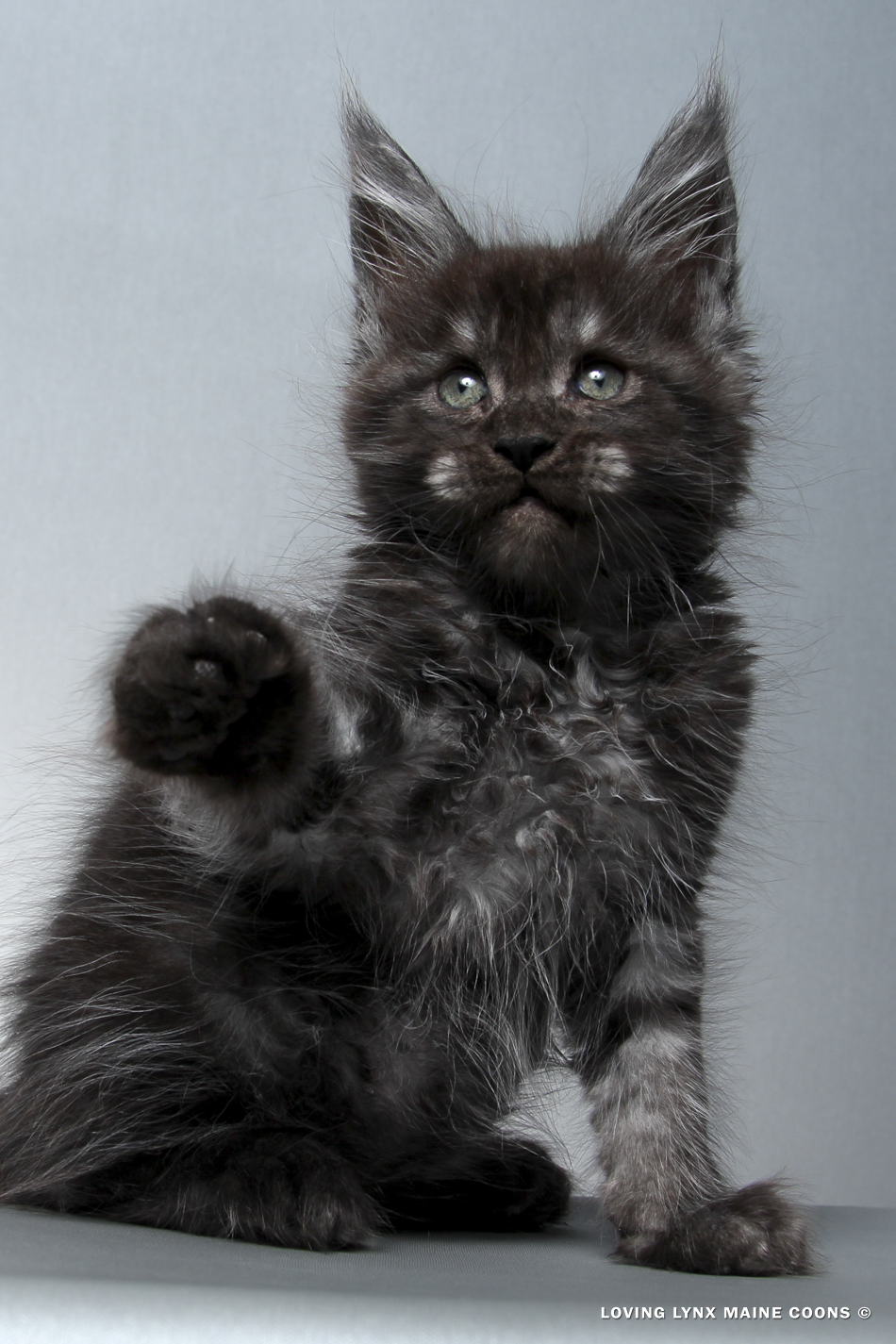 2026-maine-coon-kitten-10.PNG