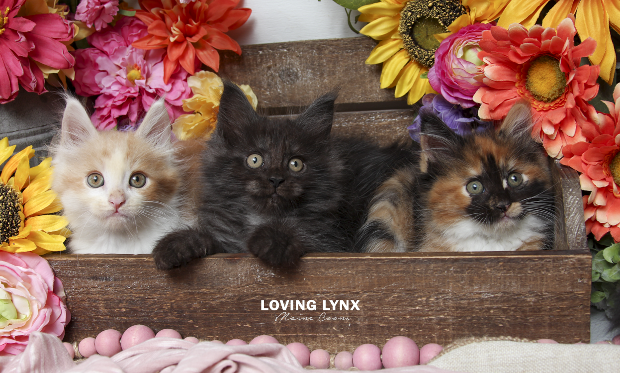 2026-maine-coon-kitten-2.PNG