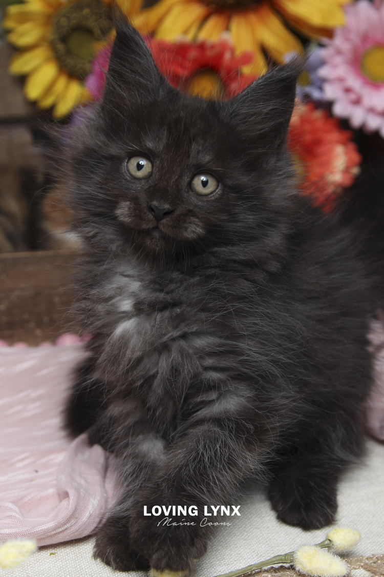 Halloween Candy , Maine Coon Kitten