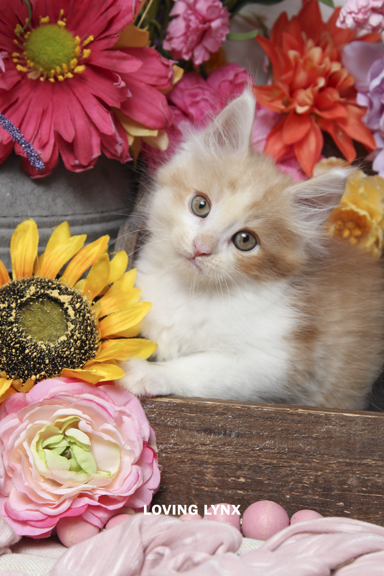 Halloween Red Hots , Maine Coon Kitten
