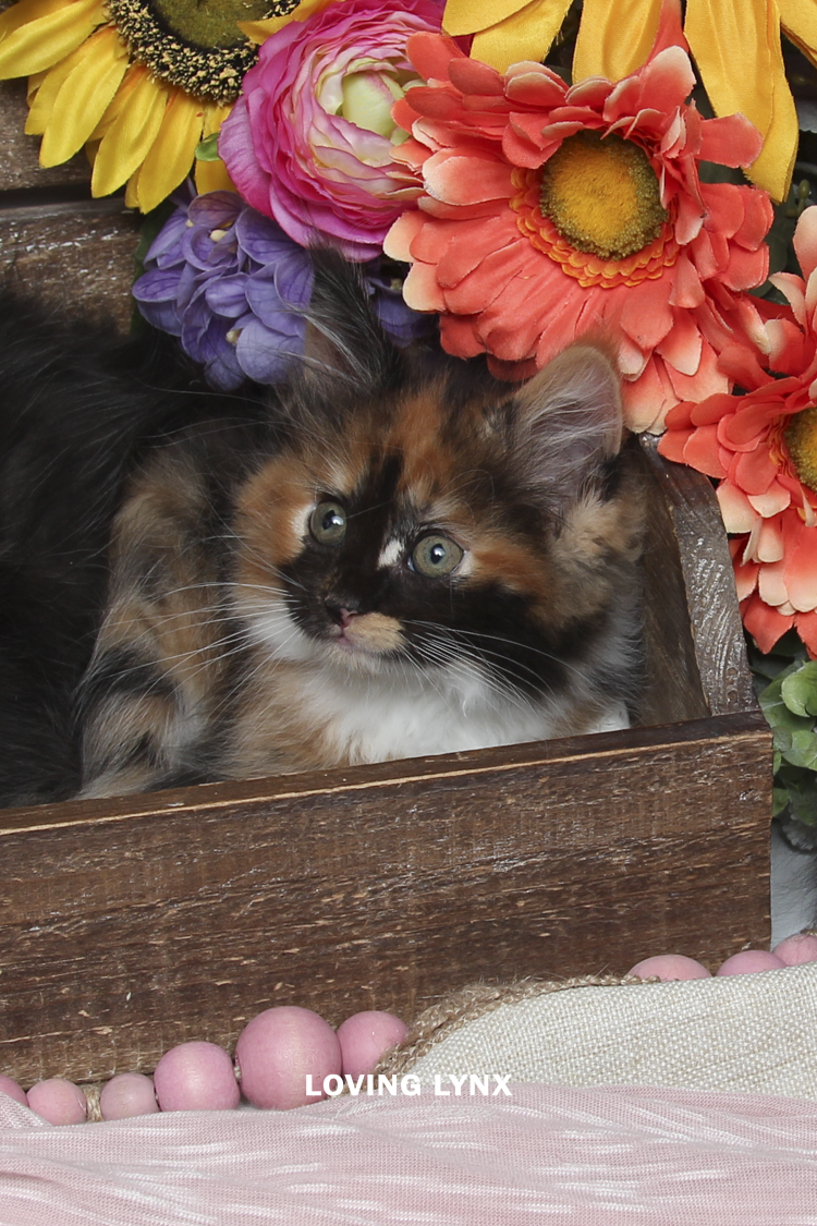 Halloween Puzzle , Maine Coon Kitten