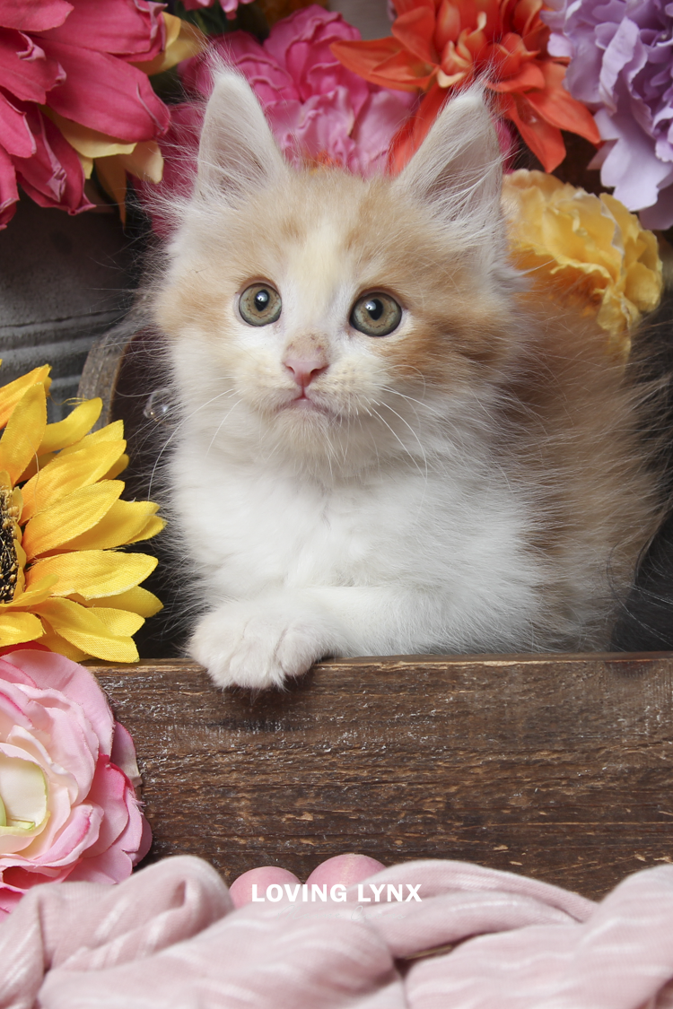 2026-maine-coon-kitten-23.PNG