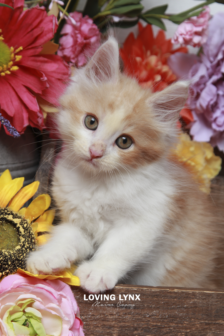 2026-maine-coon-kitten-24.PNG