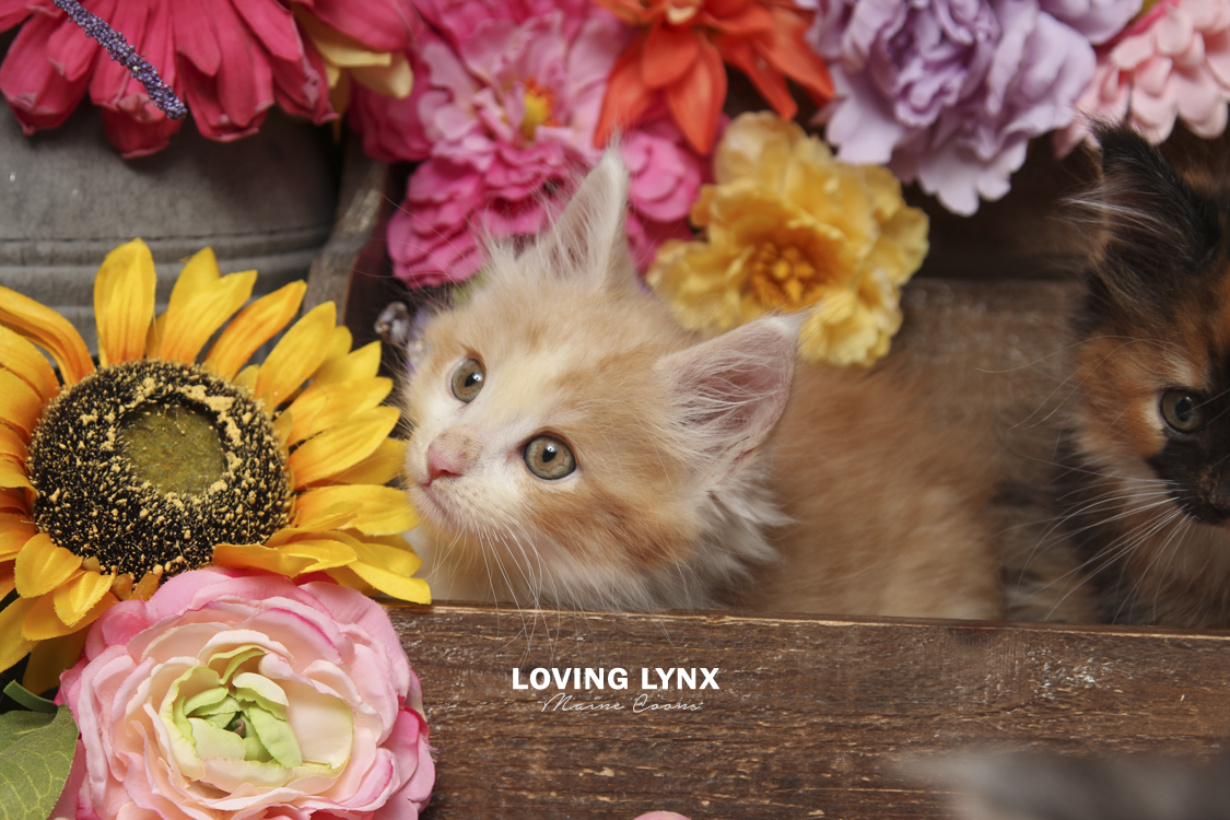 2026-maine-coon-kitten-25.PNG