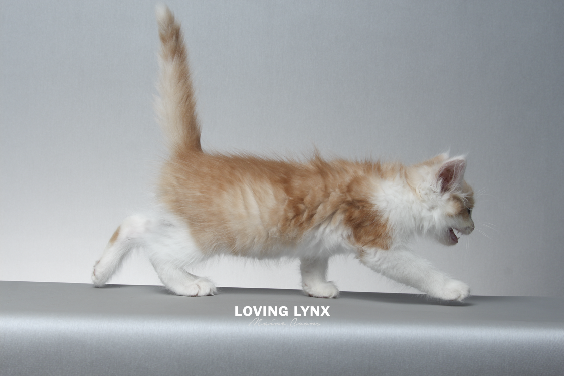 2026-maine-coon-kitten-26.PNG