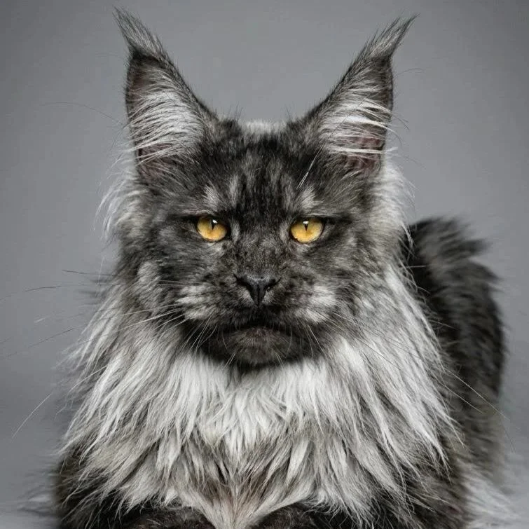 prince-maine-coon-cat.jpg