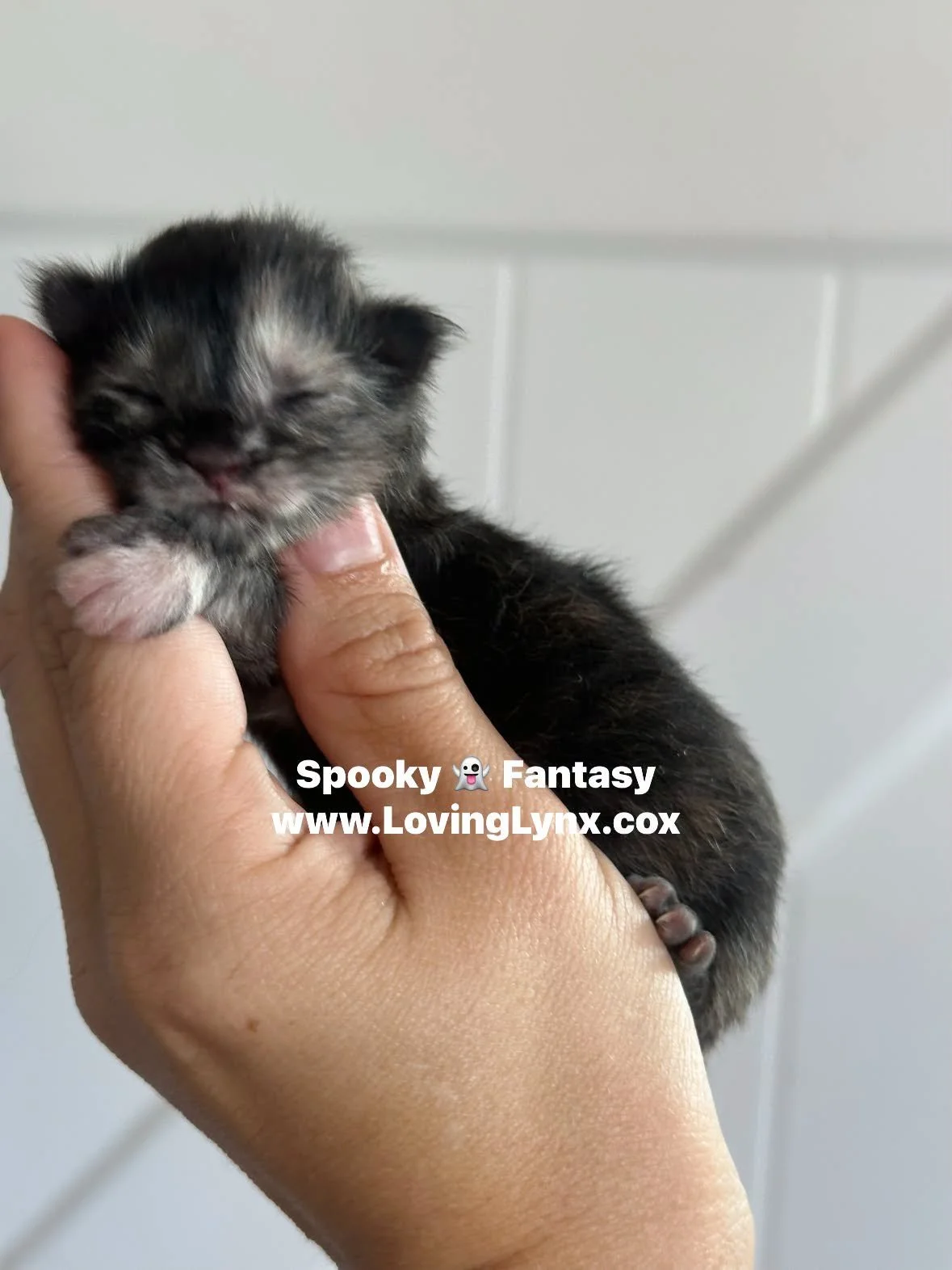 Spooky Fantasy
