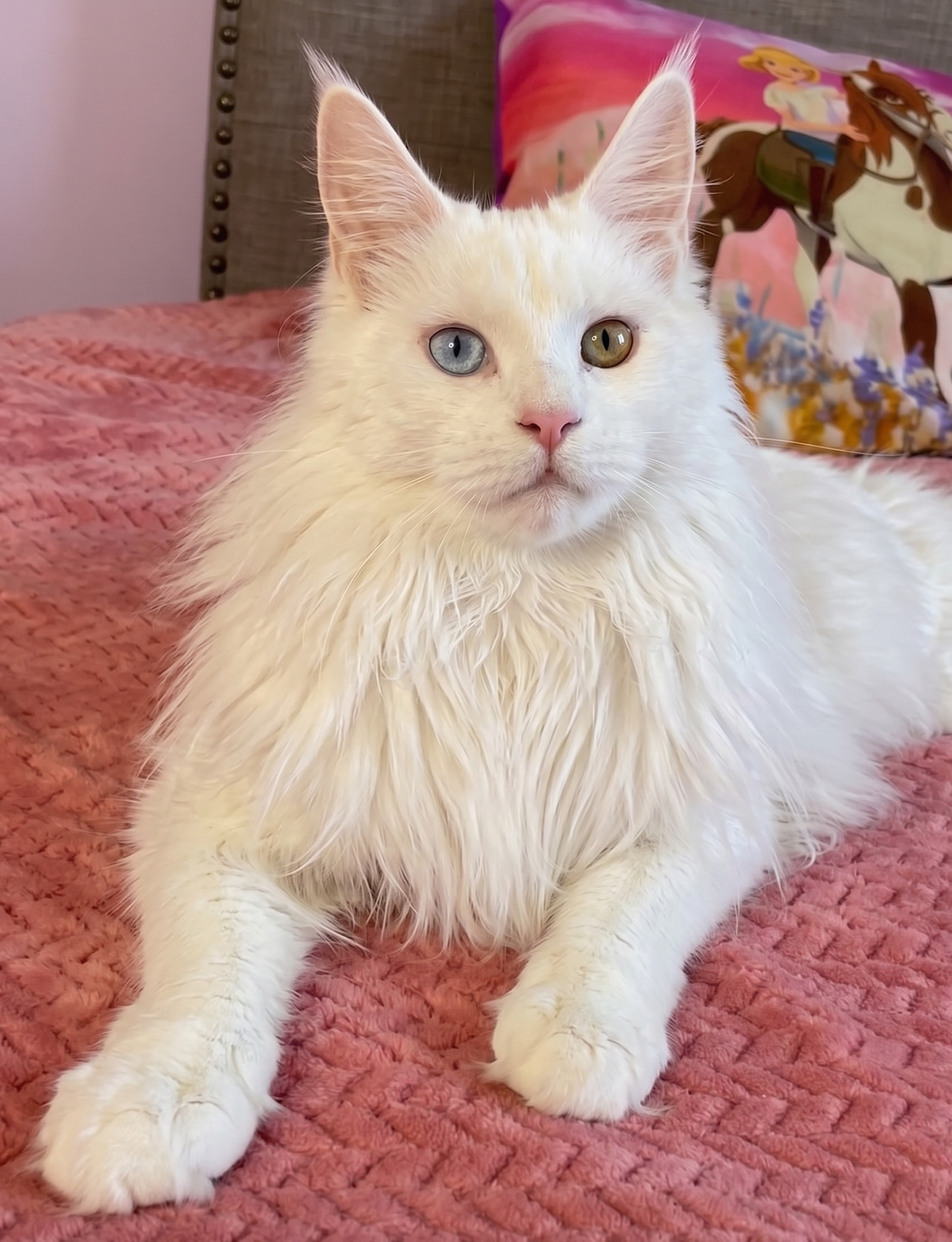 Maine Coon Cat