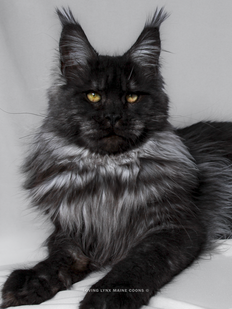 Smoke Maine Coon Cat