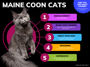 What Kid of Grooming Should a Maine Coon Cat Have: Expert Tips