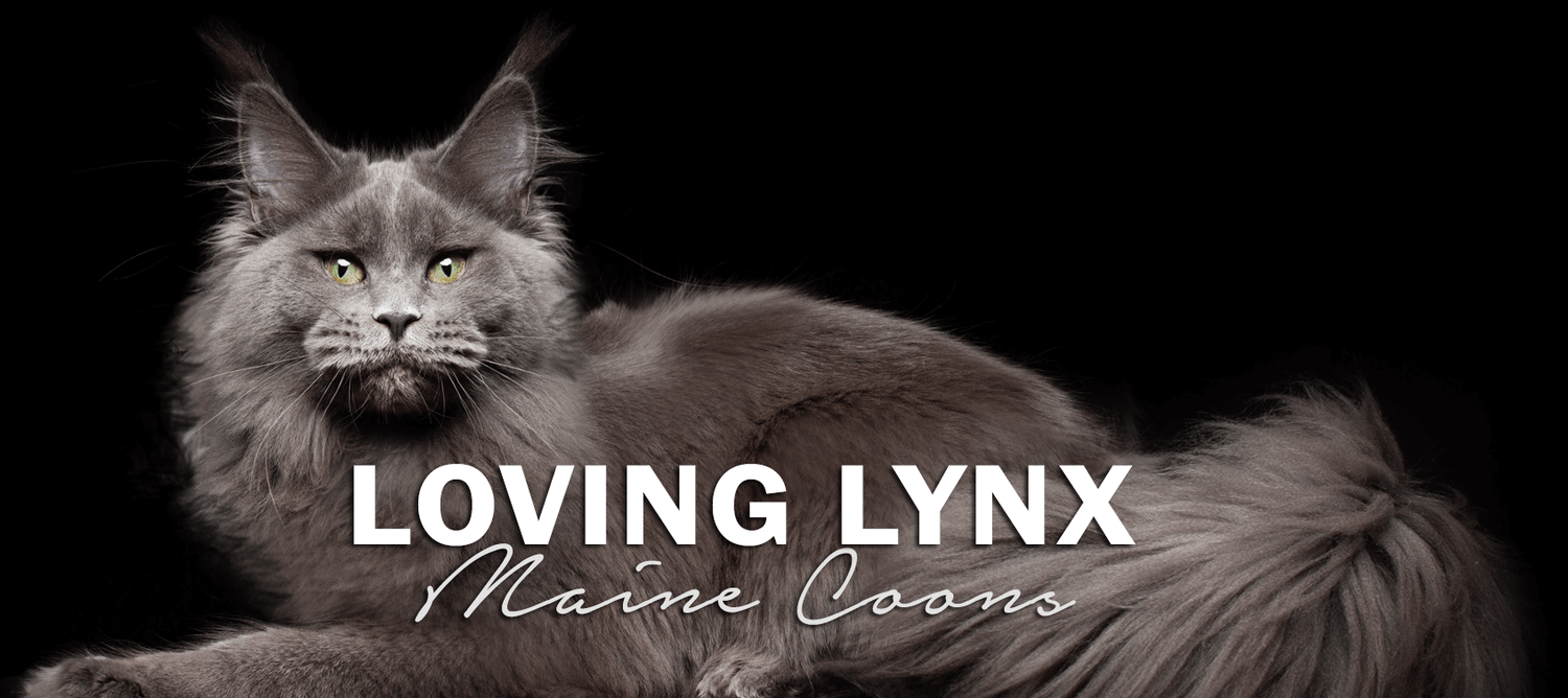 Loving Lynx Maine Coons