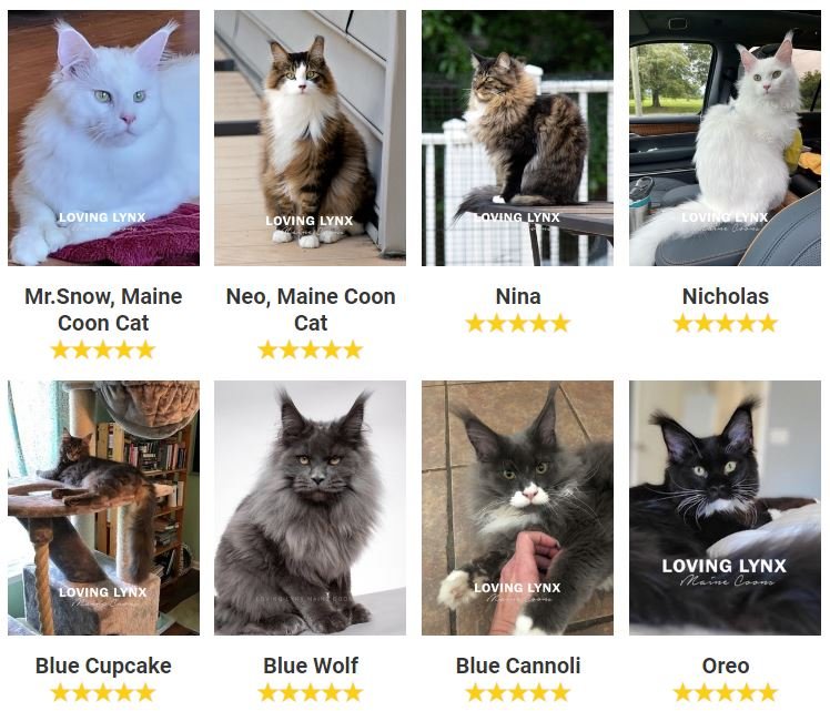 Maine Coon Kittens For Sale - LOVING LYNX