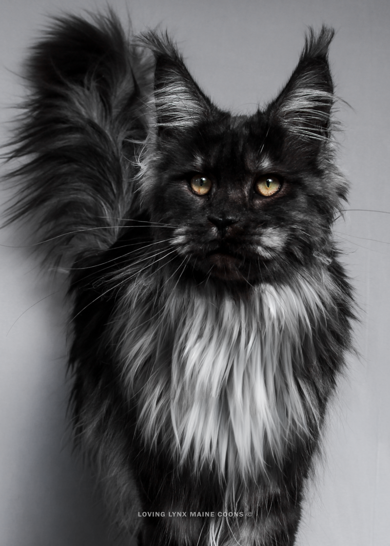 Maine Coon Cat Smoke Color