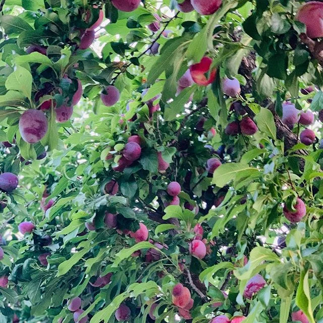 Happy Polestar Garden!