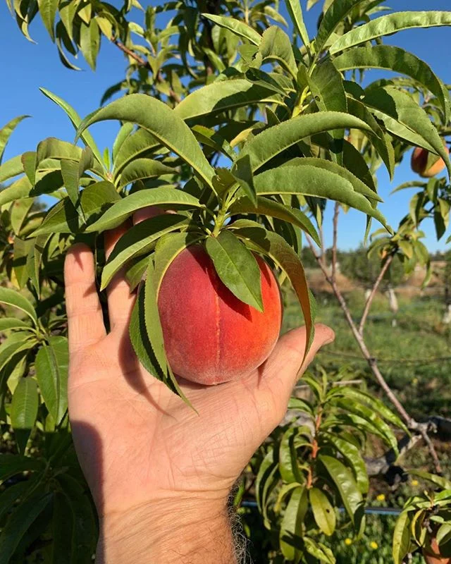 Ah, peaches! We are close, so very close, to enjoying them. We are patiently (not really!) awaiting their full ripening.  Stay tuned..
