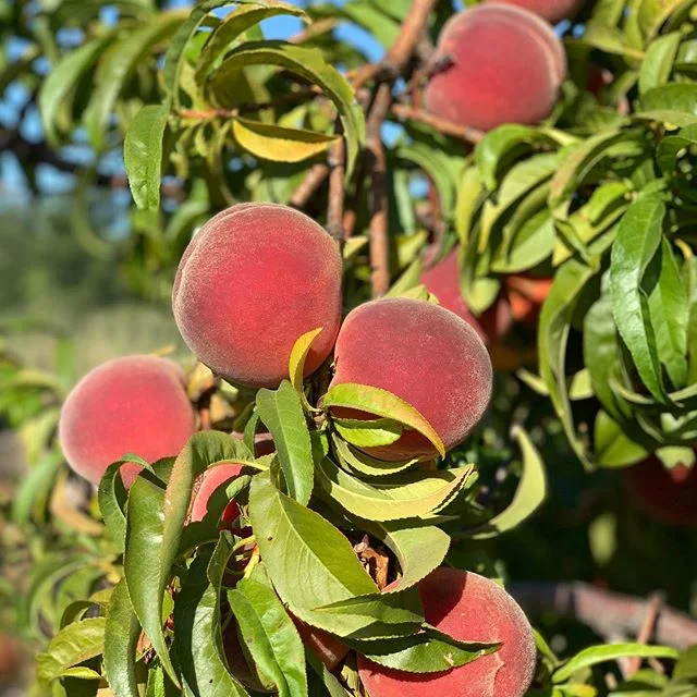 Alrighty folks!! It&rsquo;s peach time. We&rsquo;ve been impatiently waiting and they&rsquo;ve finally reached yumminess. Farm stand will open tomorrow. Got be us a call or text. Come pick up, or U-pick. We can deliver too. 530-867-0618. I&rsquo;m pl